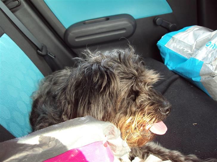 Griffon belge Futte - Det var en vaaaarm dag / foto.: 7/8 2009 billede 3