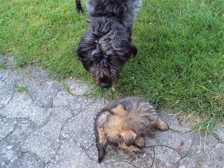 Griffon belge Futte - Første gang han rigtig legede med Sassi / foto.: Lea Rasander - 8/8 2009 billede 4