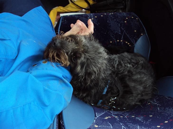 Griffon belge Futte billede 5