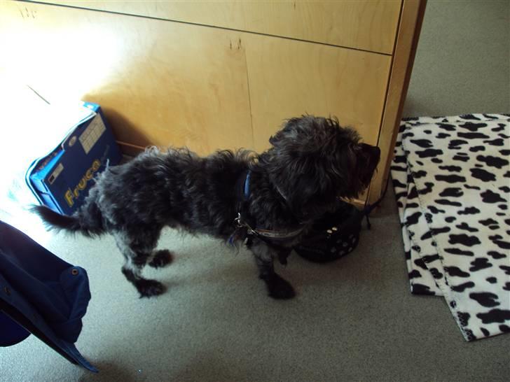 Griffon belge Futte billede 6