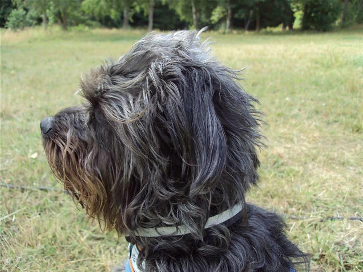 Griffon belge Futte - I profil / Foto.: Jeg selv - 16/7 2009 billede 7