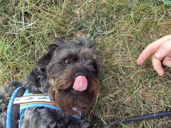 Griffon belge Futte billede 8