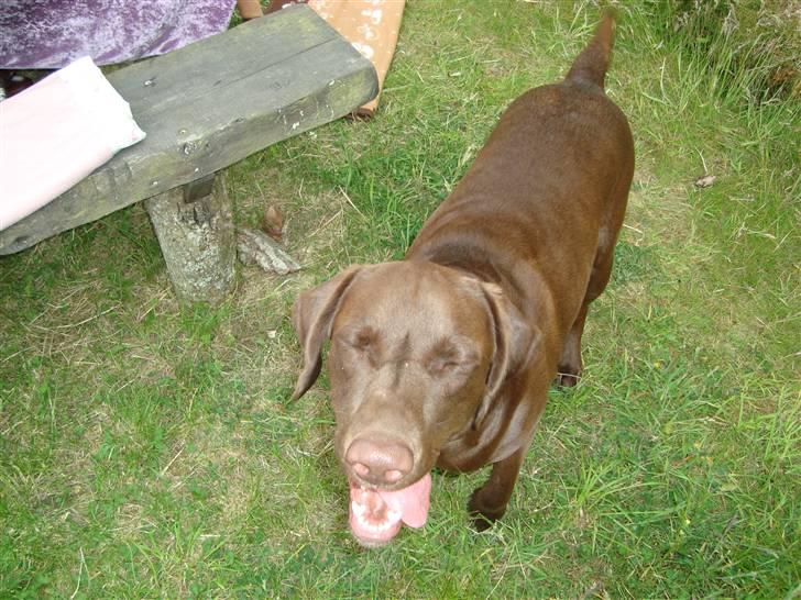 Blanding af racer Cocio (Coccomanden). - Til sankthans 2009. billede 16