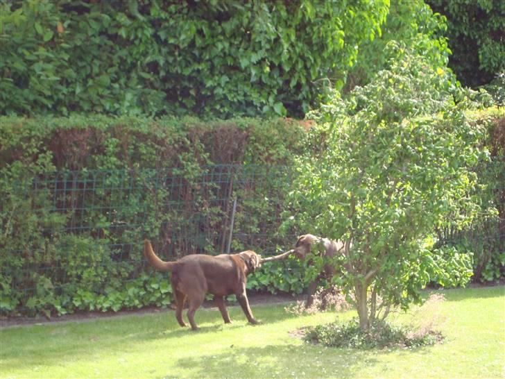 Blanding af racer Cocio (Coccomanden). - Cocio i Holstebro og lege med Thor, sommeren 09. billede 17