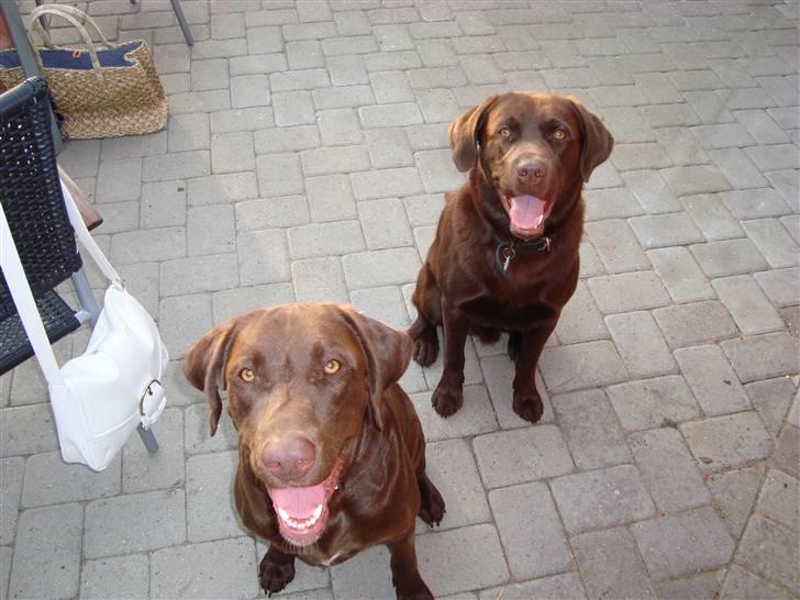 Blanding af racer Cocio (Coccomanden). - Cocio i Holstebro og lege med Thor, sommeren 09. billede 18