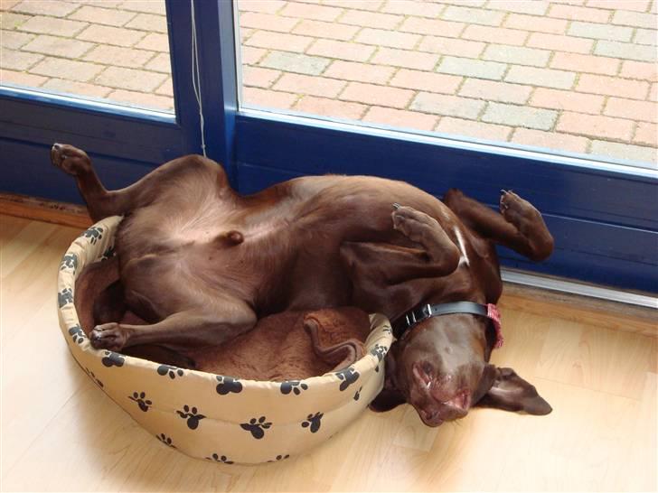 Blanding af racer Cocio (Coccomanden). - Cocio nyder vores sommerhus :o) billede 2