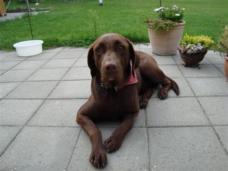 Blanding af racer Cocio (Coccomanden). - Cocio på terassen, sommeren 09. billede 19