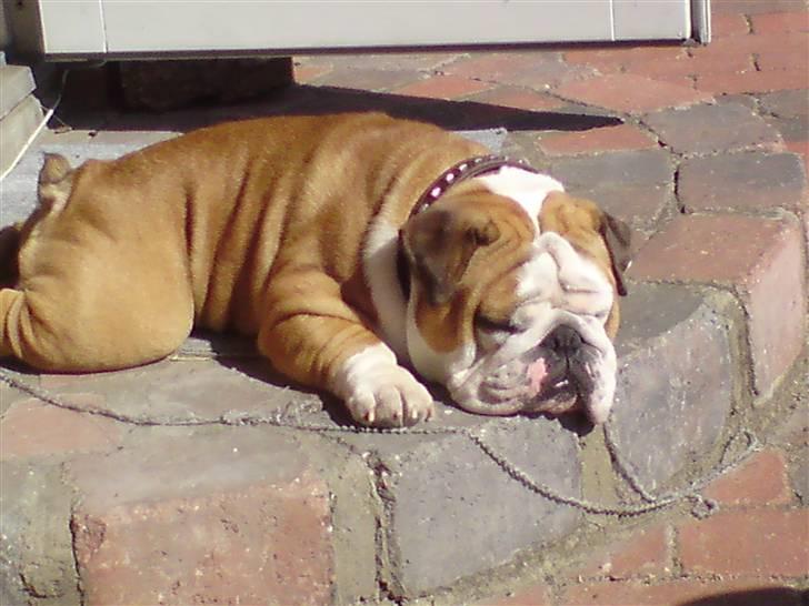 Engelsk bulldog Jørgen billede 16