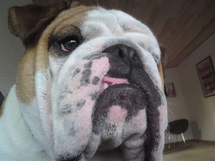 Engelsk bulldog Jørgen billede 17
