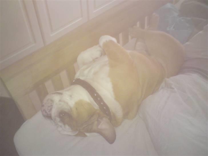 Engelsk bulldog Jørgen billede 18