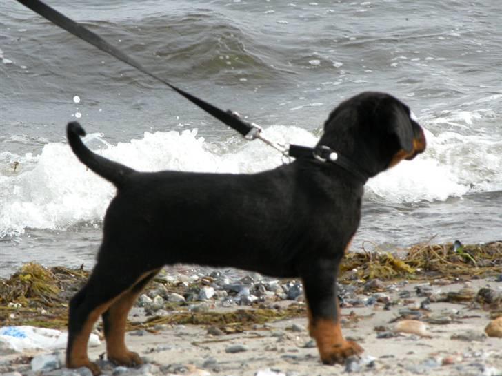 Rottweiler dakota billede 8