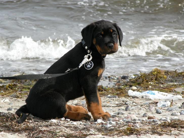Rottweiler dakota billede 9