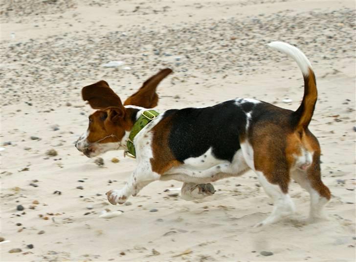 Basset hound Berta  billede 18