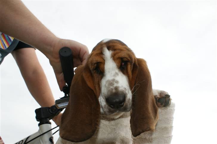 Basset hound Berta  billede 19