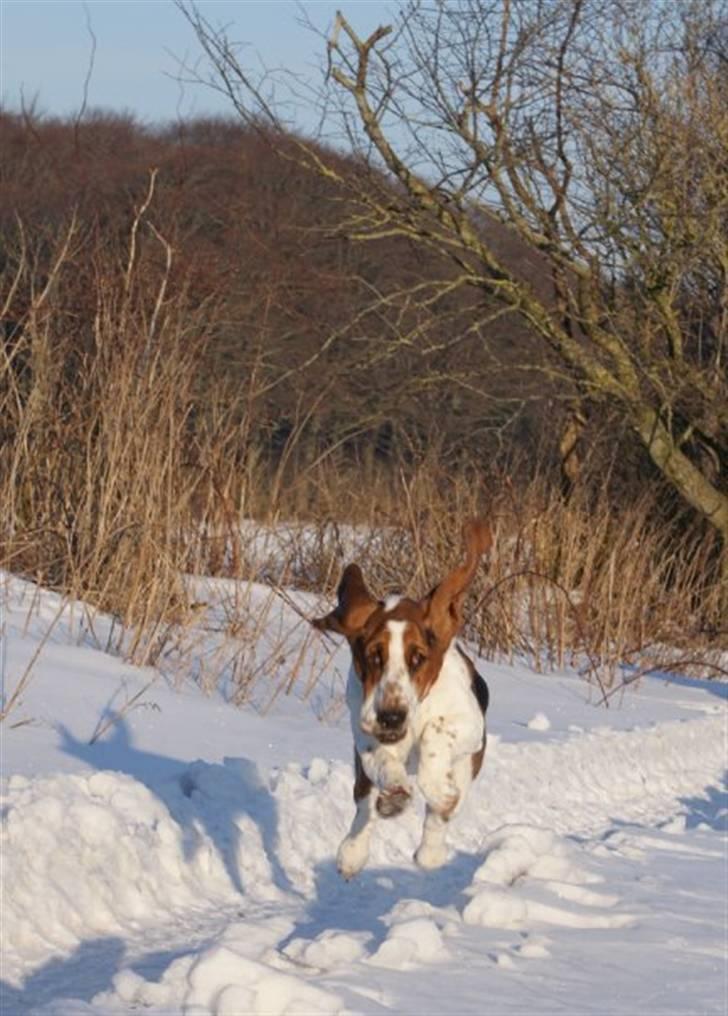 Basset hound Berta  billede 20