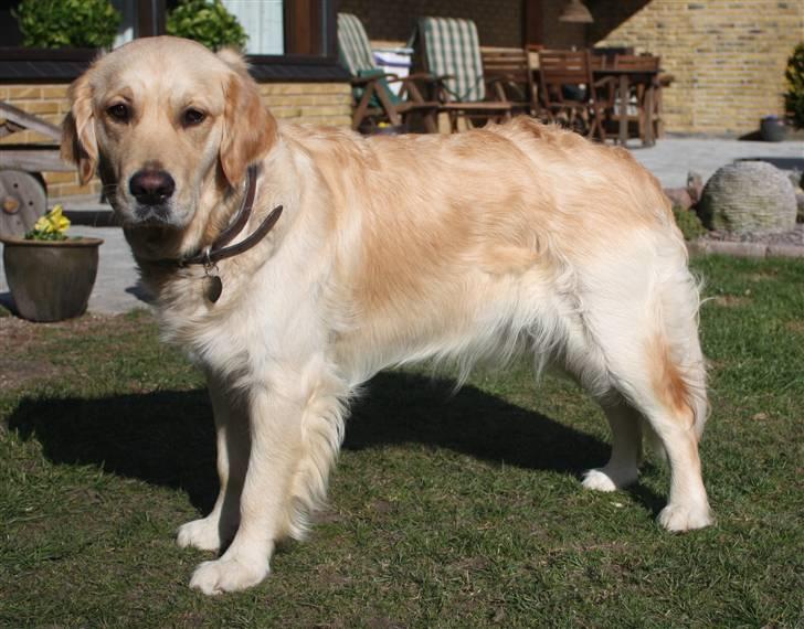 Golden retriever Emma  billede 15