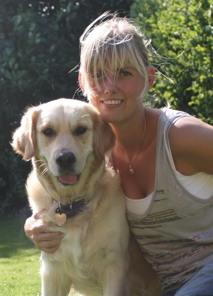 Golden retriever Emma  billede 16