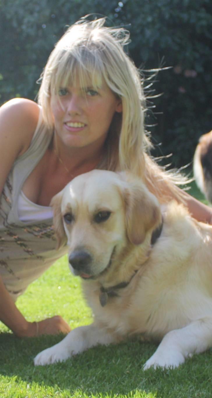 Golden retriever Emma  billede 17