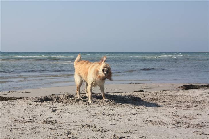 Golden retriever Emma  billede 18