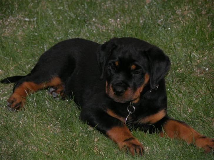 Rottweiler dakota billede 10