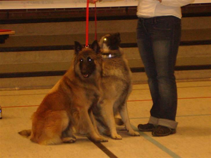 Tervueren Ask A Flame Of Pride billede 14