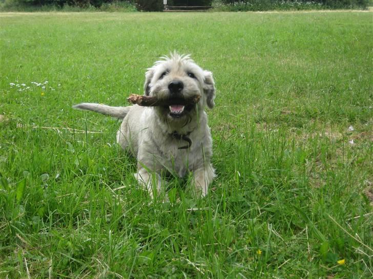 Blanding af racer Himmelhunden Trunte - Så er det nu mor billede 1