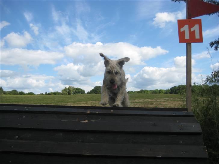 Blanding af racer Himmelhunden Trunte - En rigtig springer billede 2