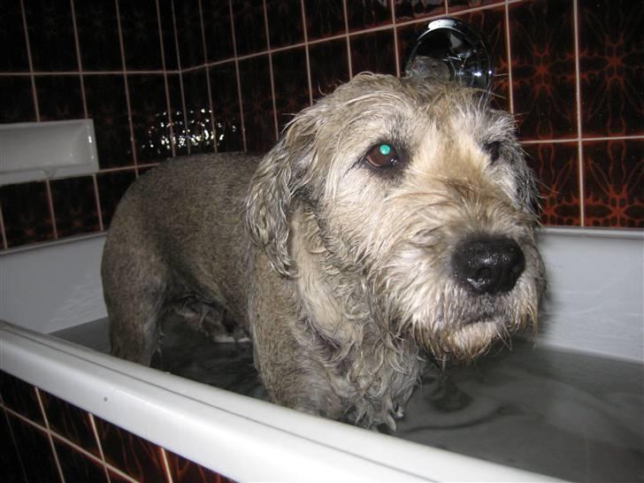 Blanding af racer Himmelhunden Trunte - Det her er altså ikke særlig sjovt. billede 4