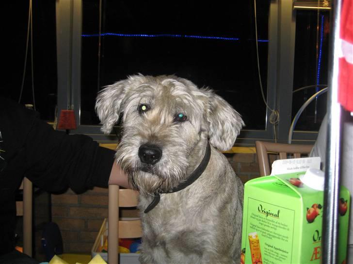 Blanding af racer Himmelhunden Trunte - Det er dejligt at sidde med til bords billede 5