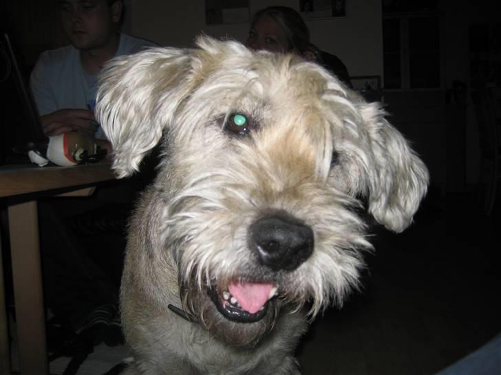 Blanding af racer Himmelhunden Trunte billede 6