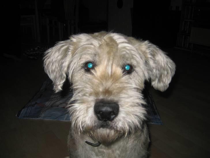 Blanding af racer Himmelhunden Trunte billede 7