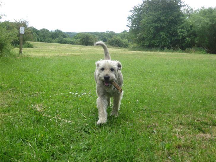 Blanding af racer Himmelhunden Trunte billede 8