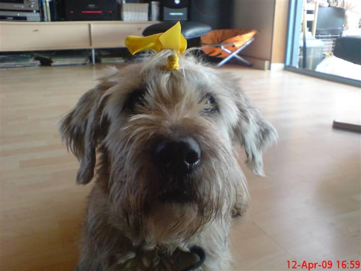 Blanding af racer Himmelhunden Trunte - Påske hund billede 9