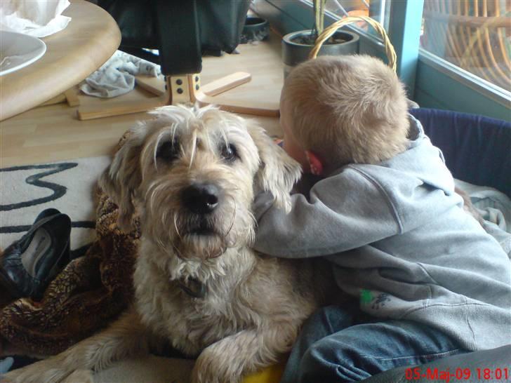 Blanding af racer Himmelhunden Trunte - Trunte var vores 2 drenges bedste ven billede 10