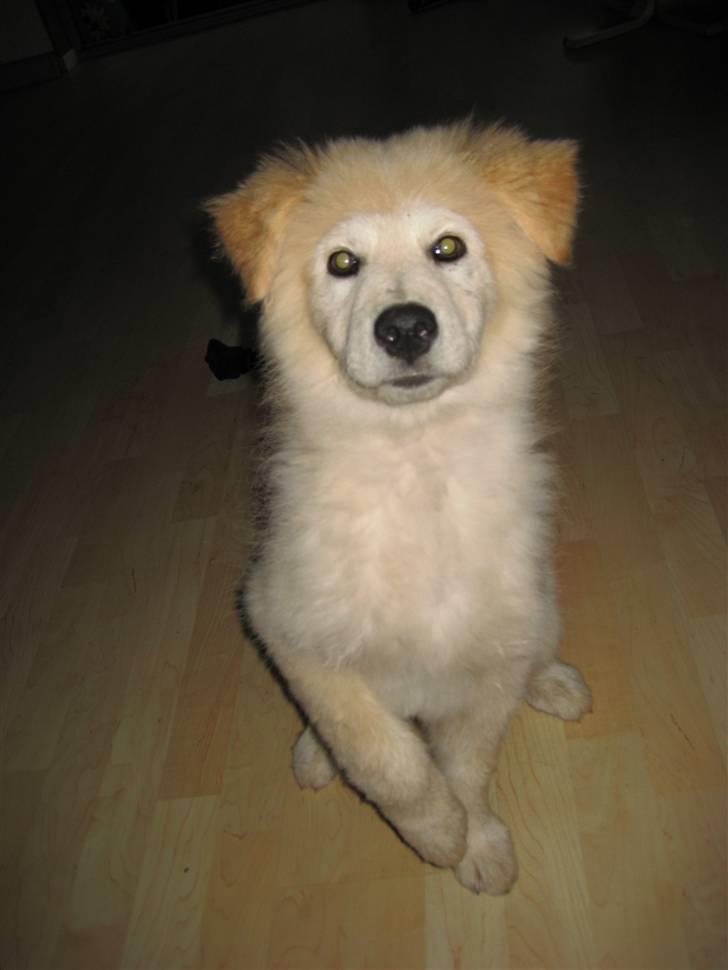 Blanding af racer Bamse - Bamse så lidt anderledes ud da han var mindre. :0) billede 19