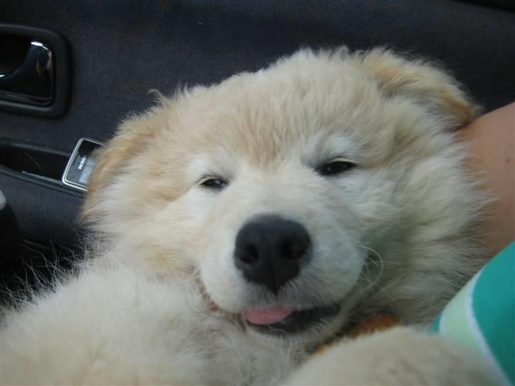 Blanding af racer Bamse billede 20