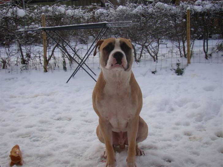 Amerikansk staffordshire terrier Bobby billede 1