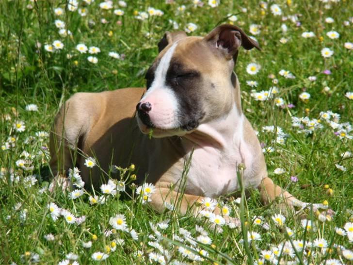 Amerikansk staffordshire terrier Bobby billede 2