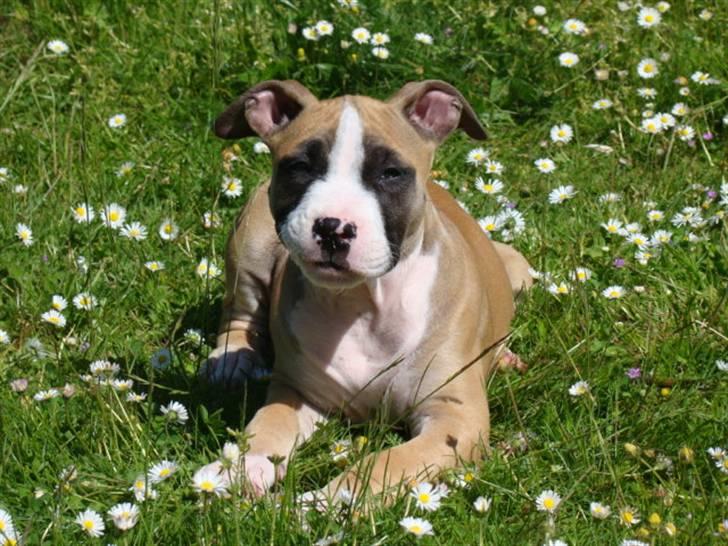 Amerikansk staffordshire terrier Bobby billede 3