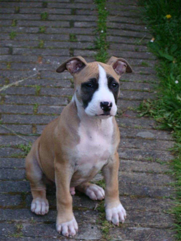 Amerikansk staffordshire terrier Bobby billede 4