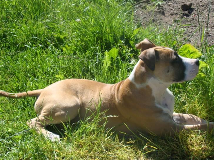 Amerikansk staffordshire terrier Bobby billede 5