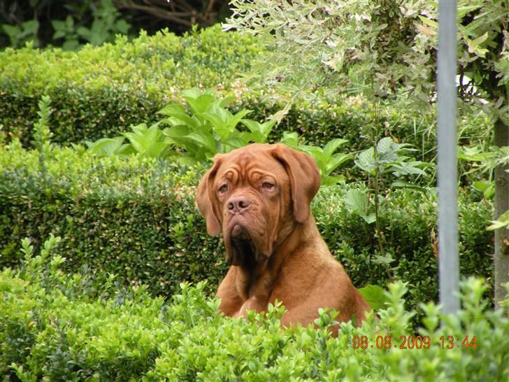 Dogue de bordeaux Anka (Himmelhund) billede 6