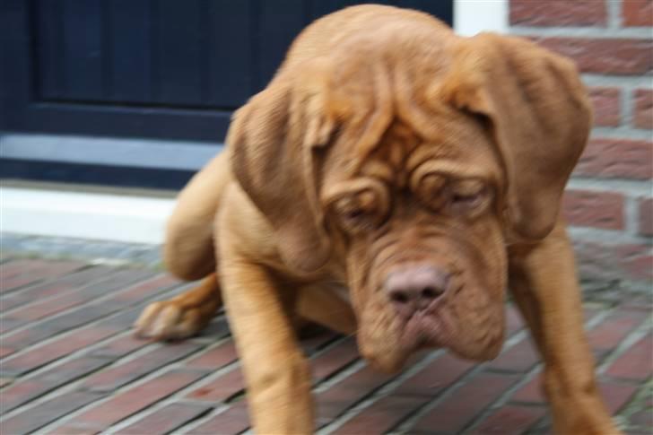 Dogue de bordeaux Anka (Himmelhund) billede 7