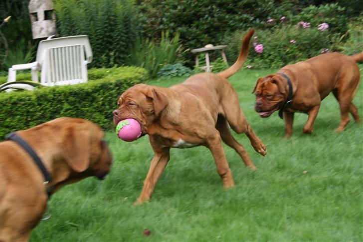 Dogue de bordeaux Anka (Himmelhund) billede 8