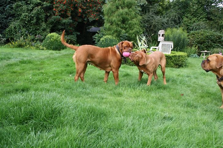 Dogue de bordeaux Anka (Himmelhund) billede 9