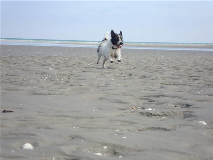 Jack russell terrier luffe billede 2