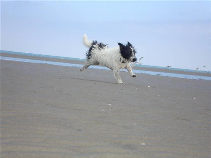 Jack russell terrier luffe billede 3