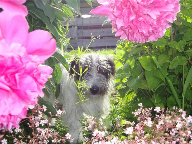 Jack russell terrier luffe billede 4