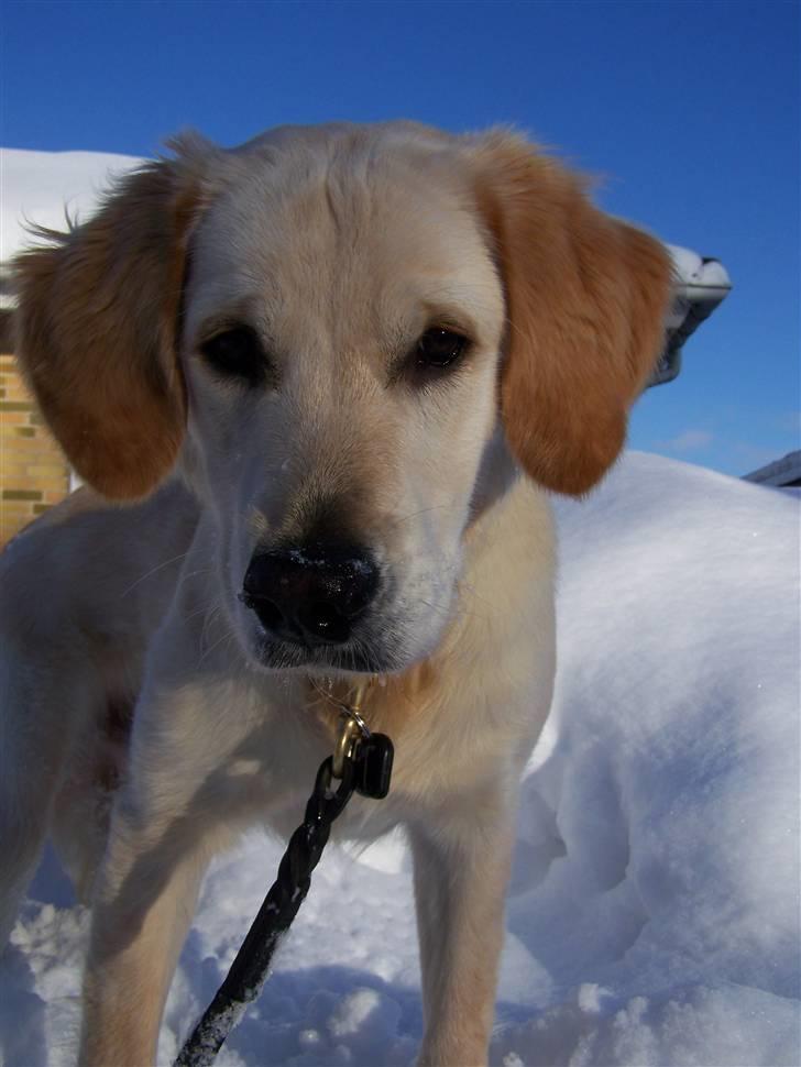 Golden retriever Charlie - Velkommen billede 1