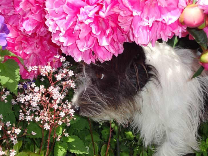 Jack russell terrier luffe billede 5